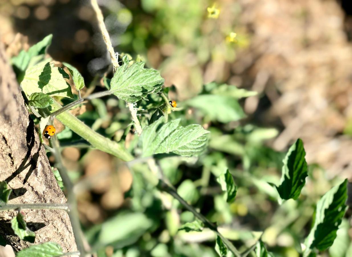 סנטה קולומה דה פרנרס Casa Rural Can Miquel - En Pleno Bosque Y Cerca De La Playa - Increibles Rutas Btt מראה חיצוני תמונה